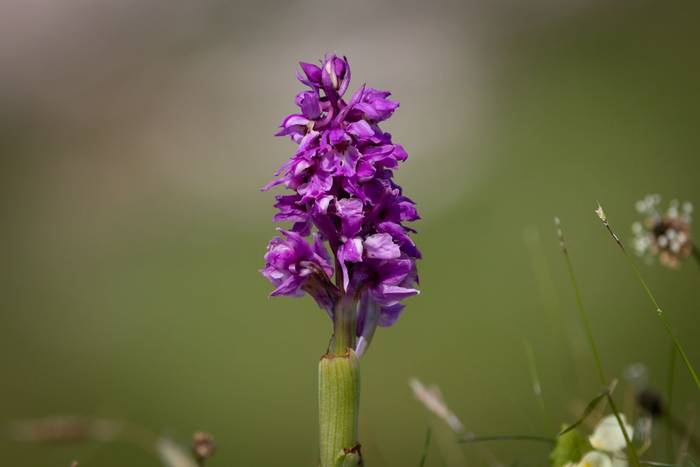 Early Purple Orchid (Sara Frost).jpg