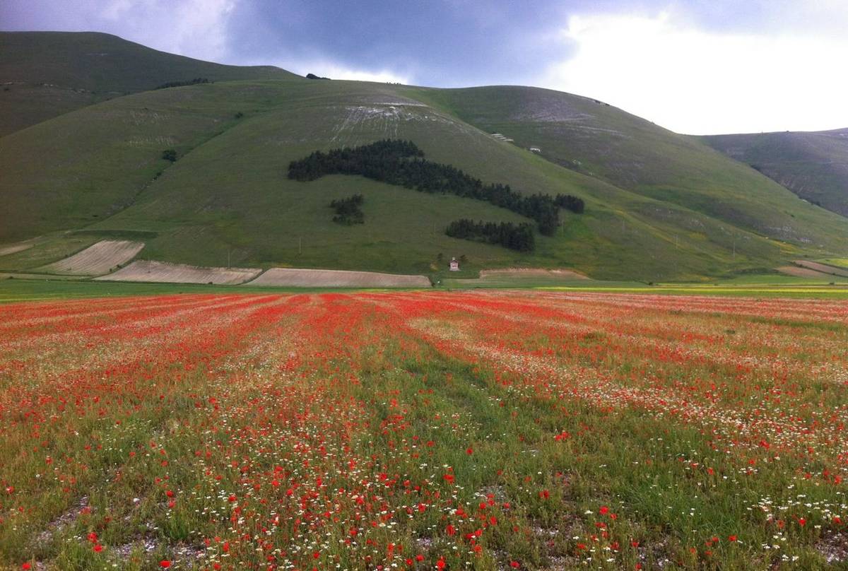 Cornfields annuals in Castelluccio (Philip Thompson)