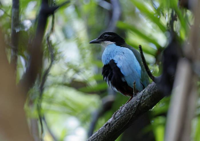 Azure-breasted Pitta (Bohol)