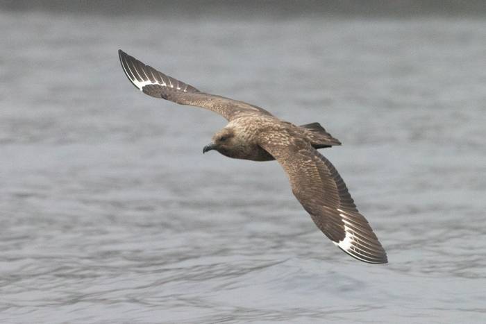 Great Skua, Fair Isle (Sara Frost).jpg