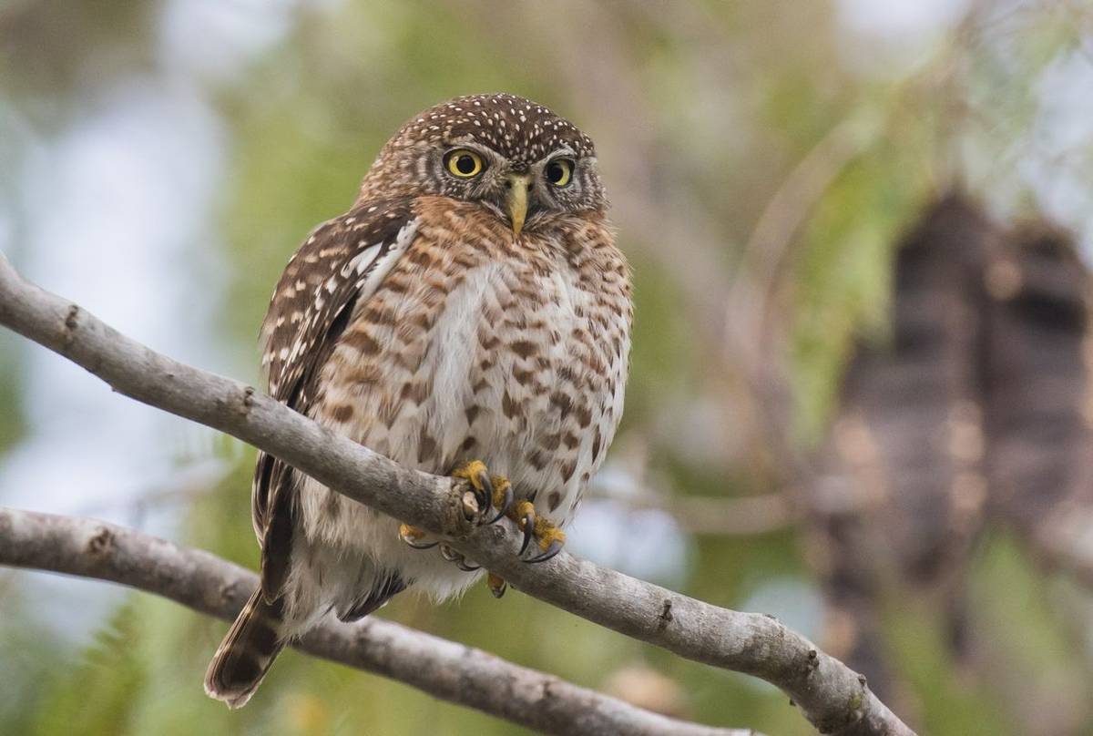 Cuban Pygmy Owl shutterstock_1055984630.jpg