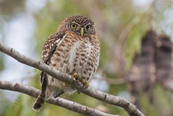 Cuban Pygmy Owl shutterstock_1055984630.jpg