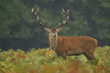 Red Deer