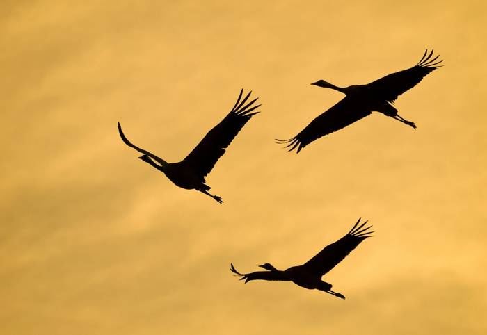 Common Cranes, Spain shutterstock_1079482298.jpg