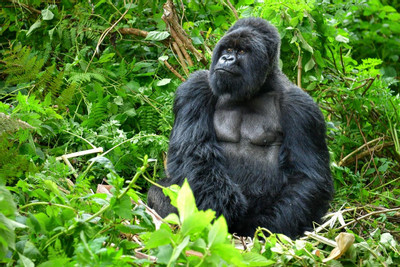 Watching Gorillas in Rwanda