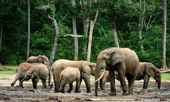 Forest Elephants, Republic of the Congo shutterstock_63466198.jpg