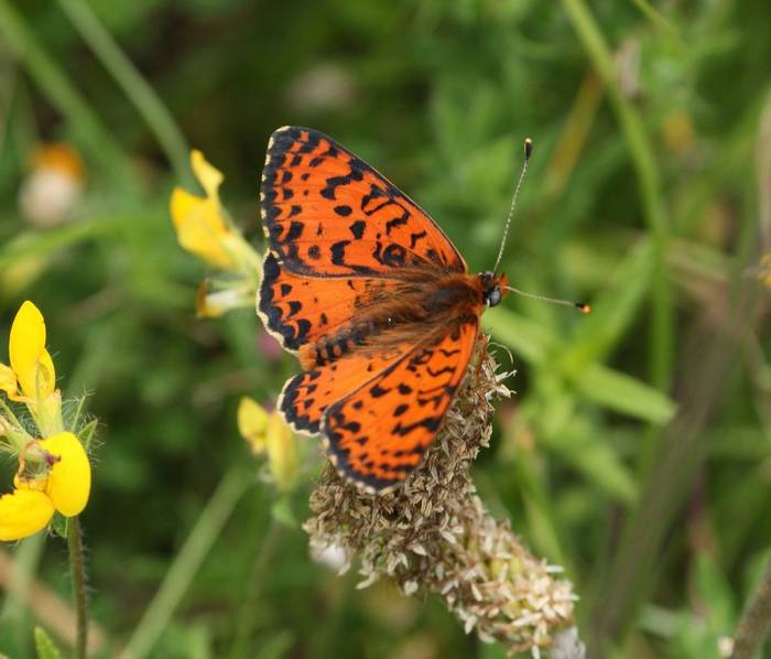 Spotted Fritillary (Andy Harding)