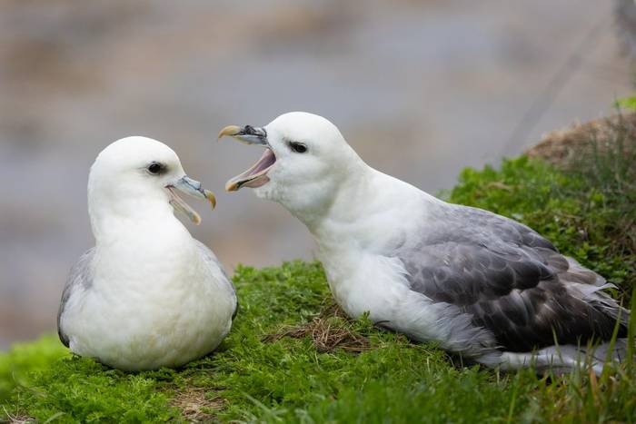 Fulmars, Fair Isle (Sara Frost).jpg