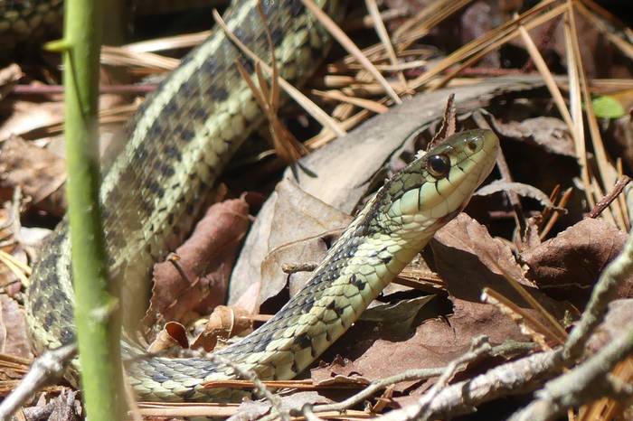 Garter Snake.JPG