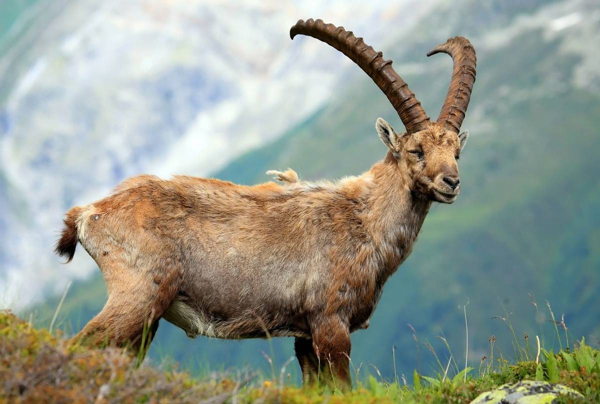 Alpine Ibex, Aiguilles Rouges Reservation, France (Rechitan Sorin).jpg