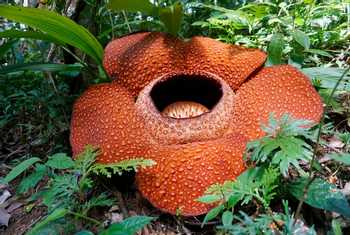 Rafflesia keithii