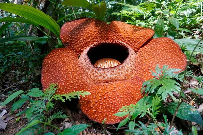 Rafflesia keithii