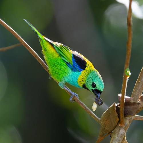 Green-headed Tanager