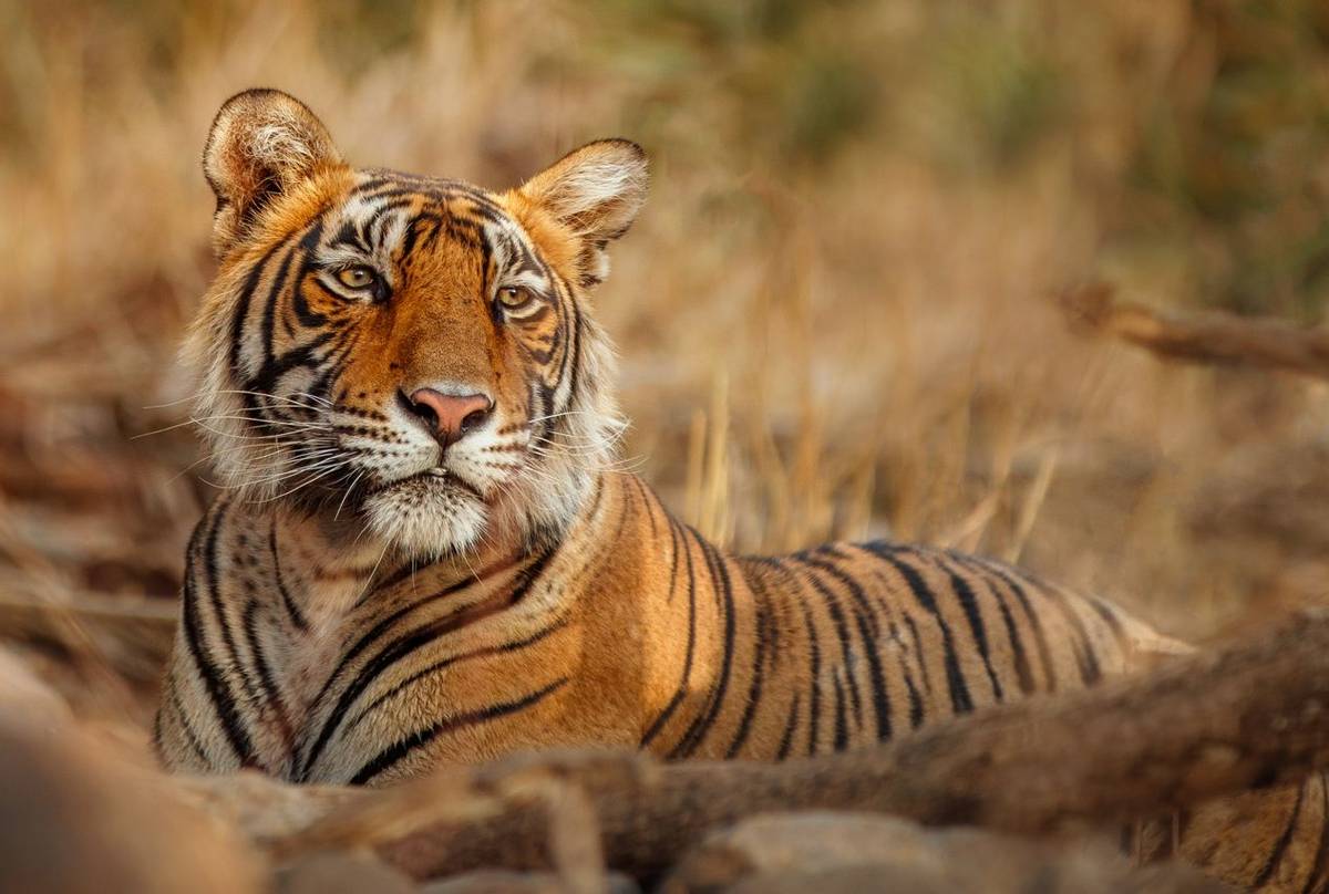 Tiger, Ranthambhore, India Shutterstock 1095332669