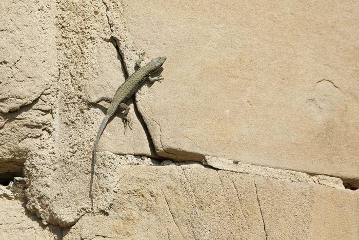 River Kura Lizard (Darevskia portschinskii) © Giorgi Natsvlishvili, May 2026