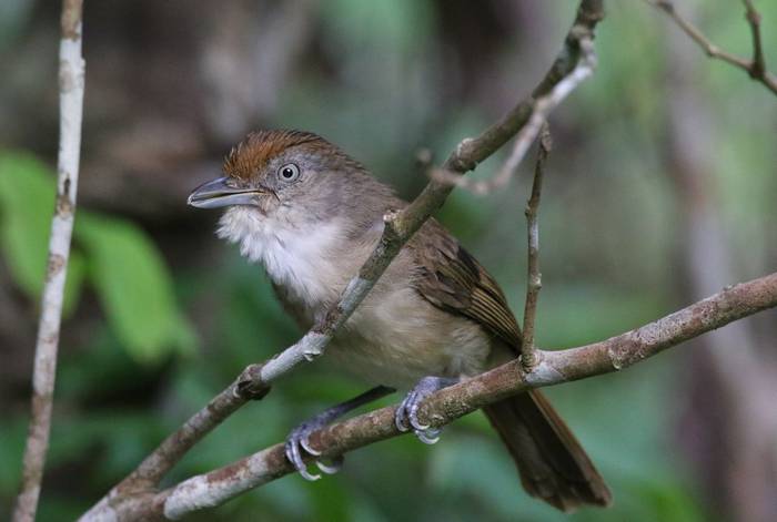 Melodious Babbler (Palawan)