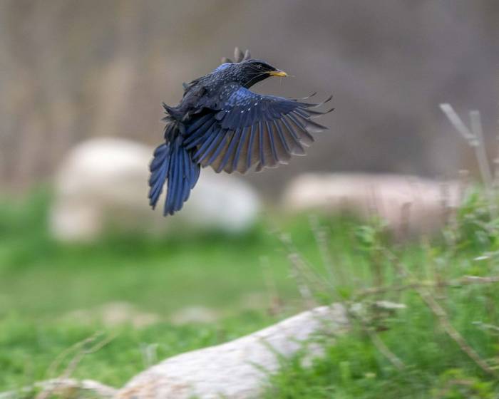 Blue Whistling-Thrush © M. Valkenburg