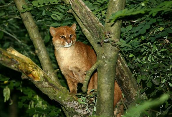 Jaguarundi