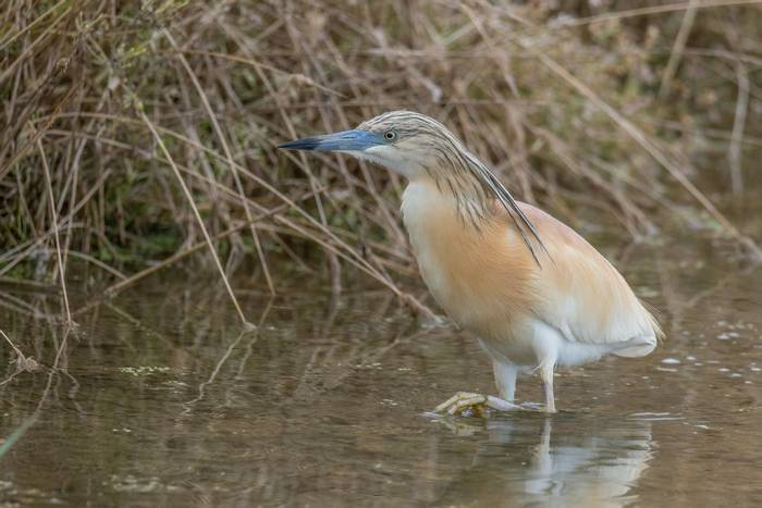 Squacco Heron