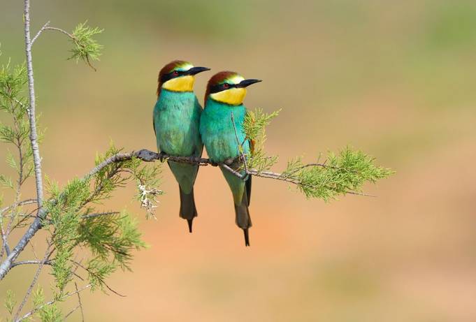 European Bee-eaters