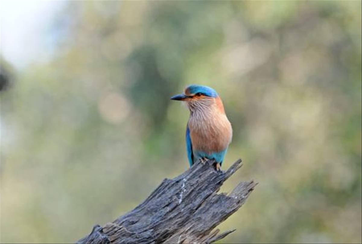 Indian Roller (Peter Johnson)