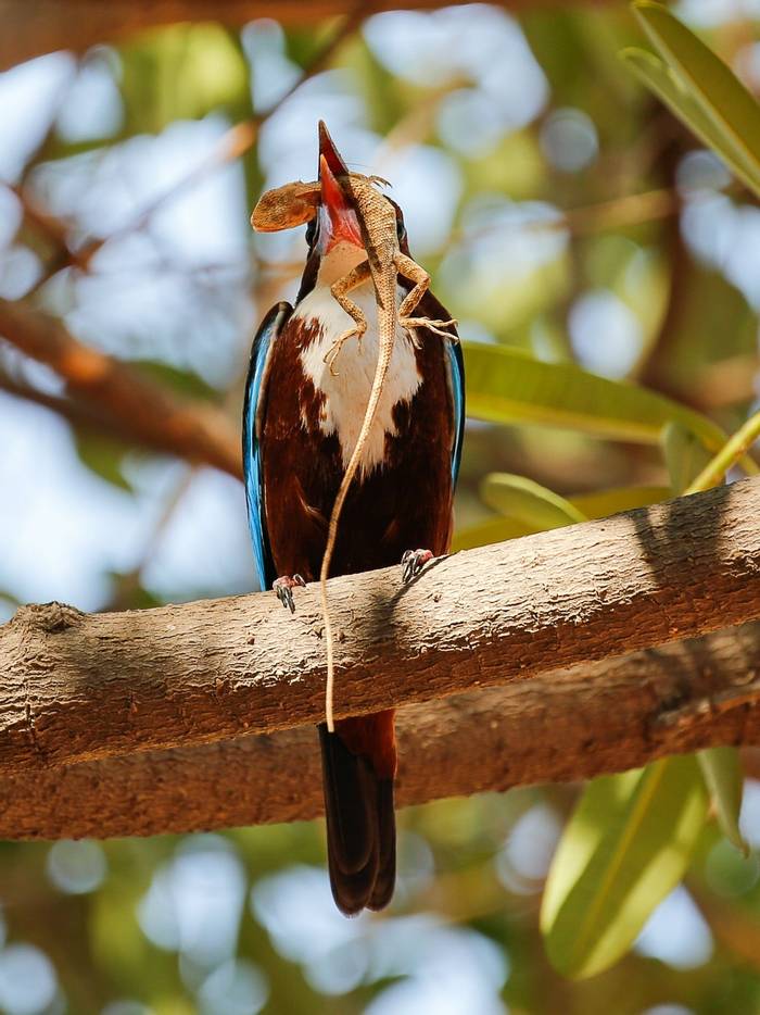 White Throated Kingfisher - Ranthampore (Neil Pont)