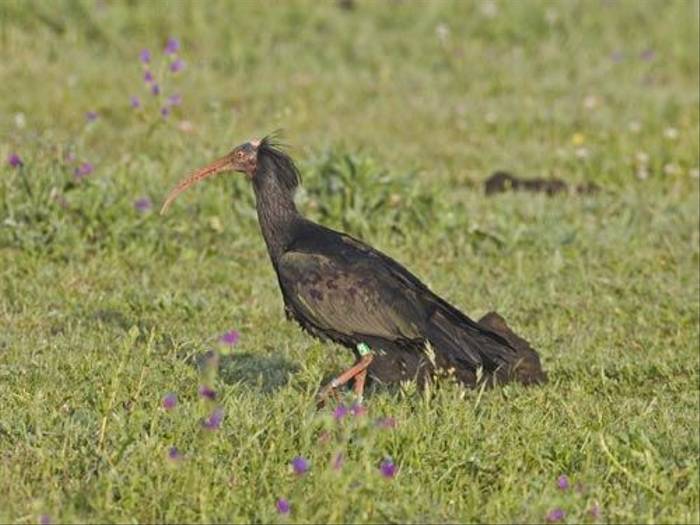 Northern Bald Ibis (Kevin Elsby)