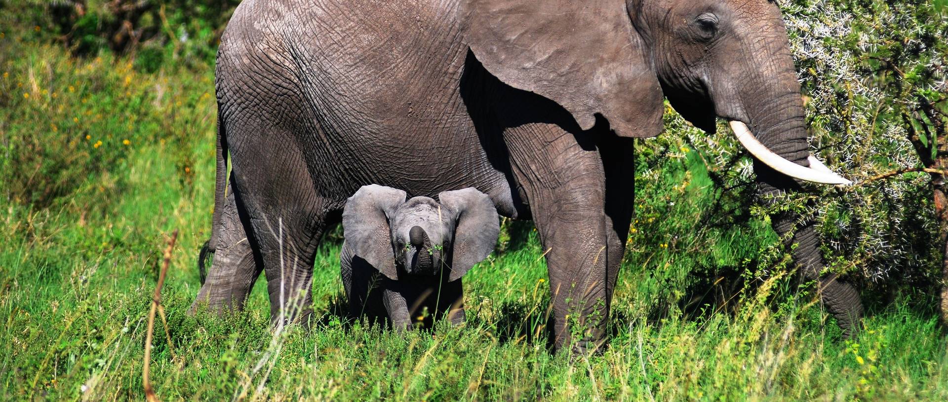 Serengeti NP, Elephant And Cub