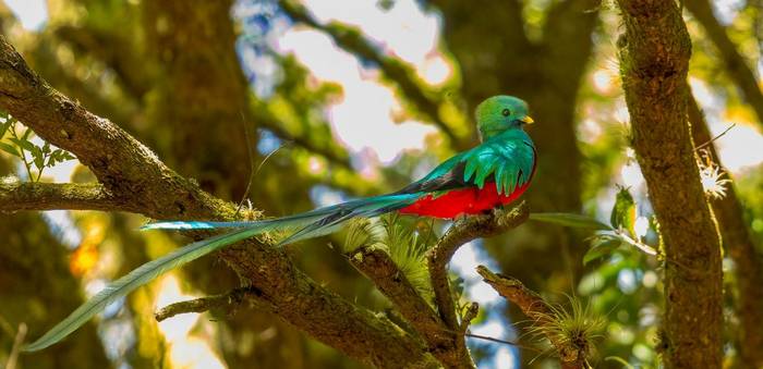 resplendent-quetzal-pharomachrus-mocinno_55180732692_o.jpg