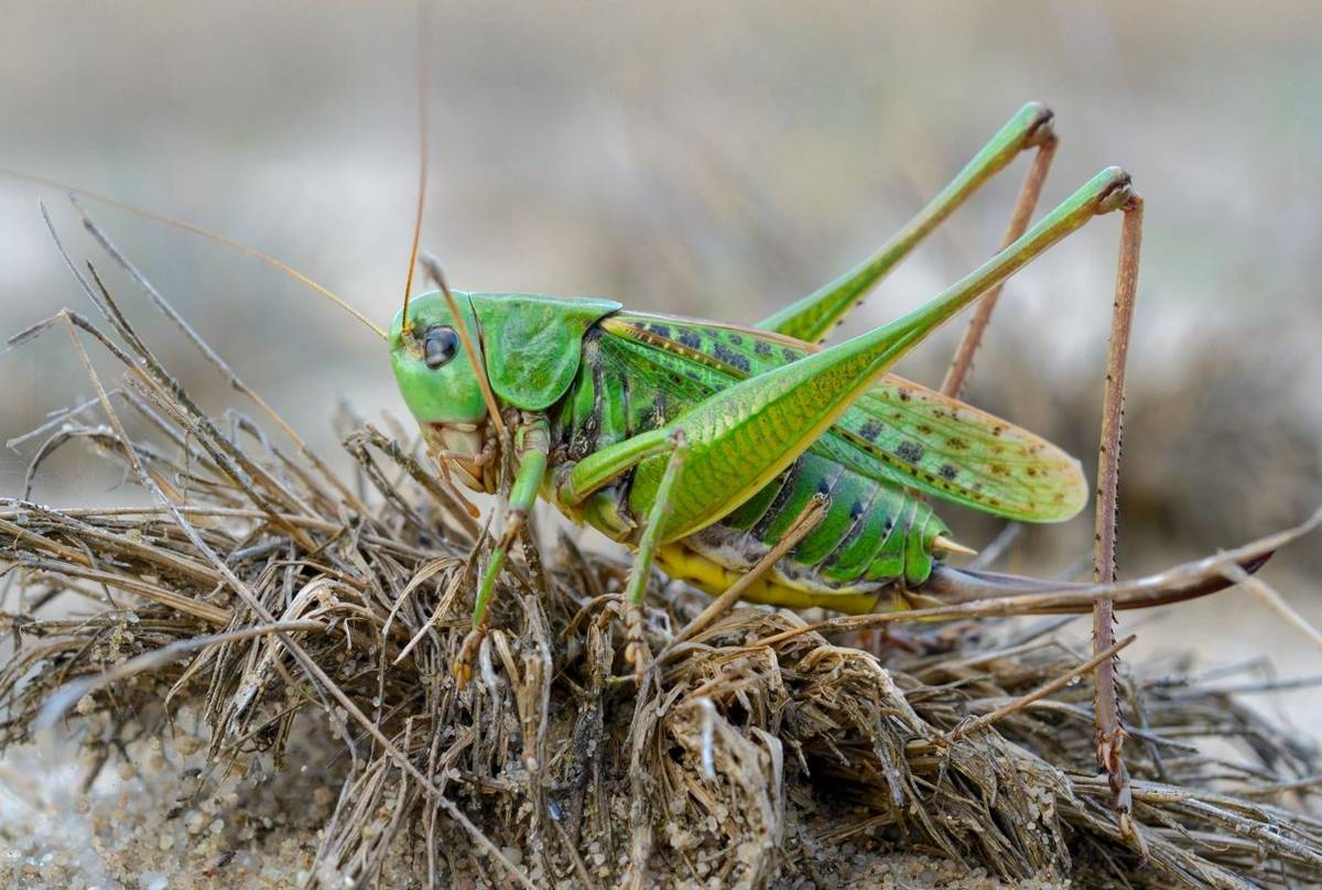 Wart-biter (Decticus verrucivorus)