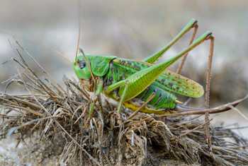 Wart-biter (Decticus verrucivorus)