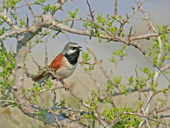 Red-shouldered Vanga shutterstock_1298774908.jpg