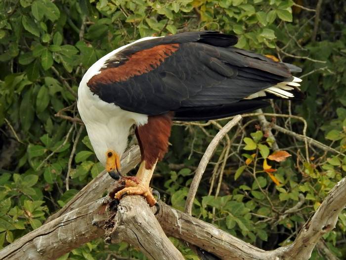 African Fish Eagle with catch © Dorril Polley
