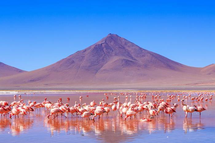 Andean Flamingoes, Laguna Colorada, Bolivia