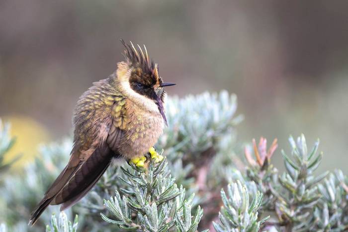 Buffy Helmetcrest © Robin Smith