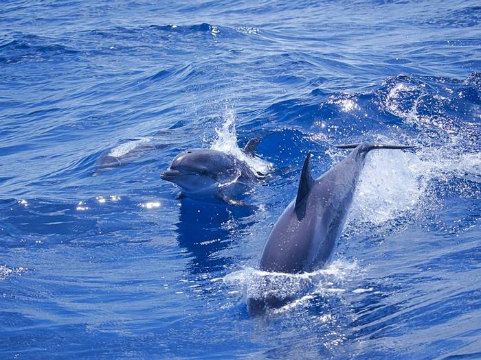 Atlantic Spotted Dolphin © Josh Phangurha
