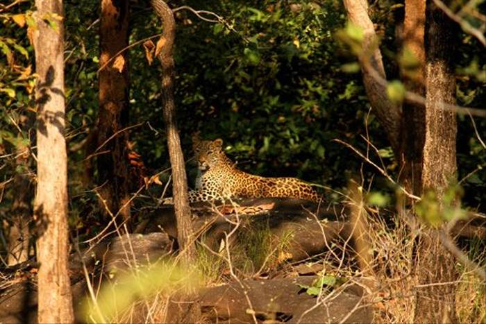 Leopard, Satpura (David Raju)
