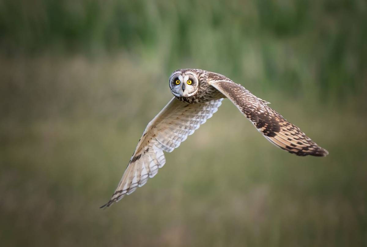 Short-eared Owl shutterstock_2501025737.jpg