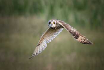 Short-eared Owl shutterstock_2501025737.jpg
