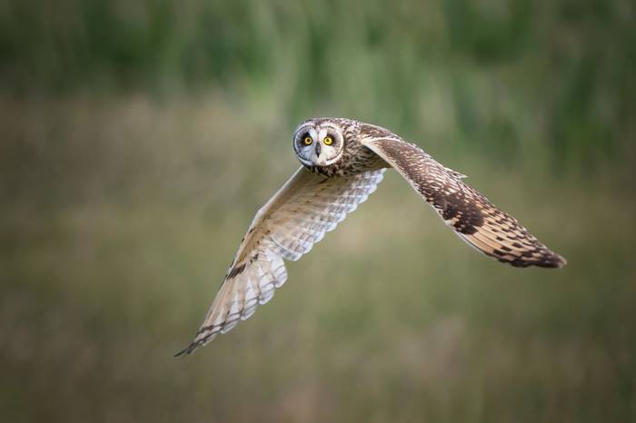 Short-eared Owl shutterstock_2501025737.jpg