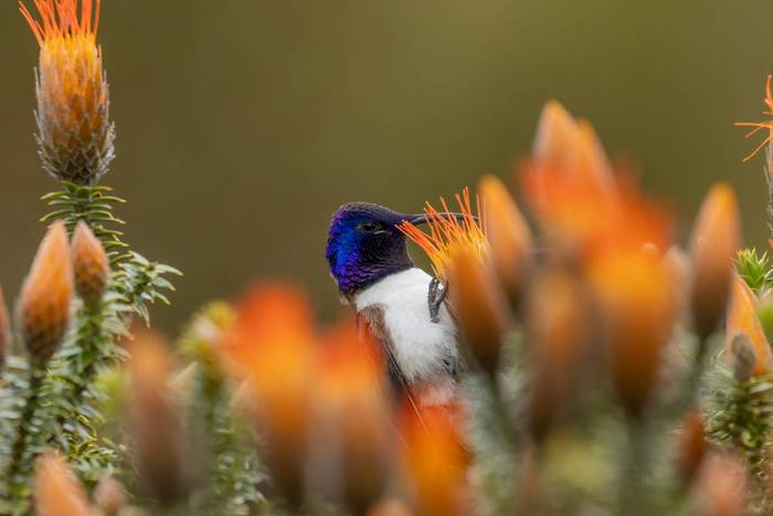 Ecuadorian Hillstar © Francisco Munoz.jpg