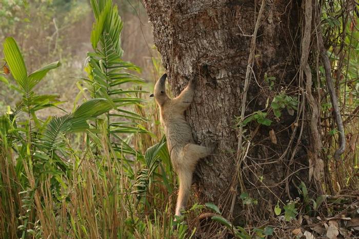 Southern Tamandua © Robin Smith