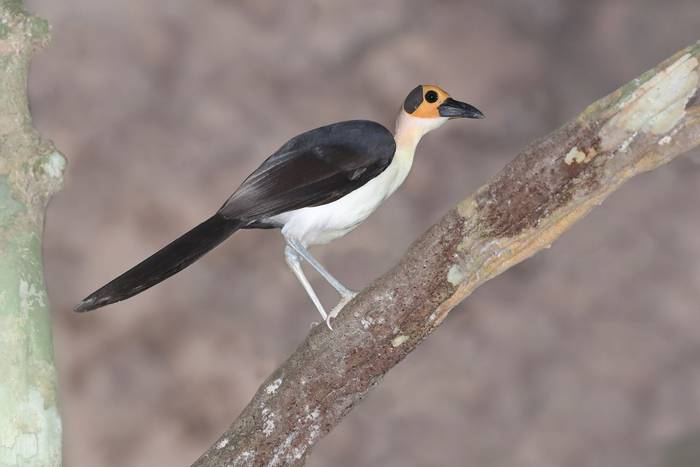 Yellow-headed Picathartes photo credit Stavros.jpg