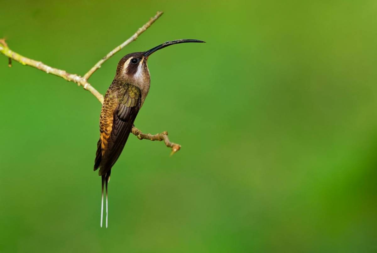 Long-billed Hermit