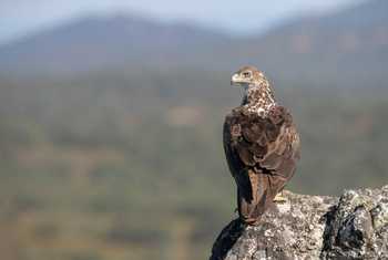Western Bonelli's Eagle, Spain shutterstock_1449964670.jpg