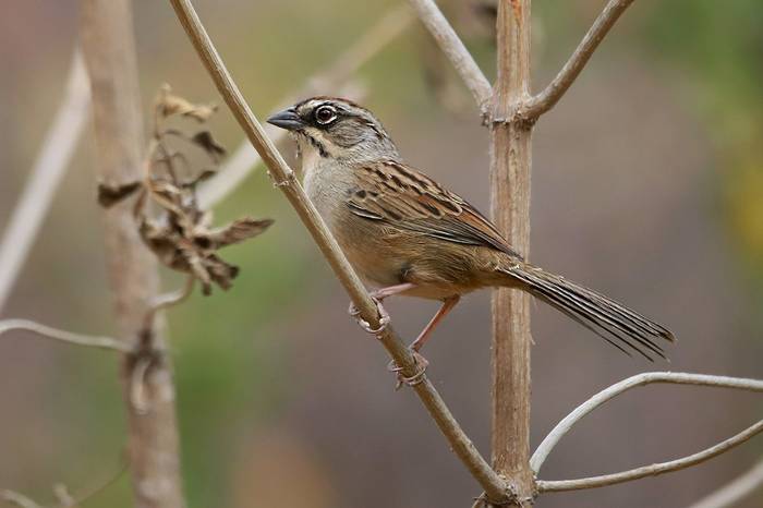 Oaxaca Sparrow, Luca Boscain.JPG
