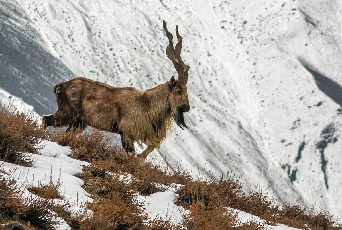 Markhor