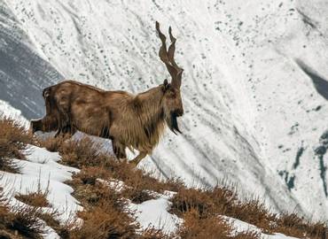 Tajikistan - Wildlife & Landscapes