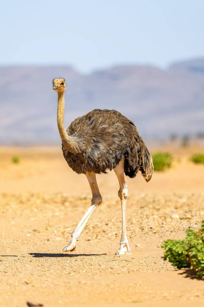 North African Ostrich © Adam Court, March 2026 tour