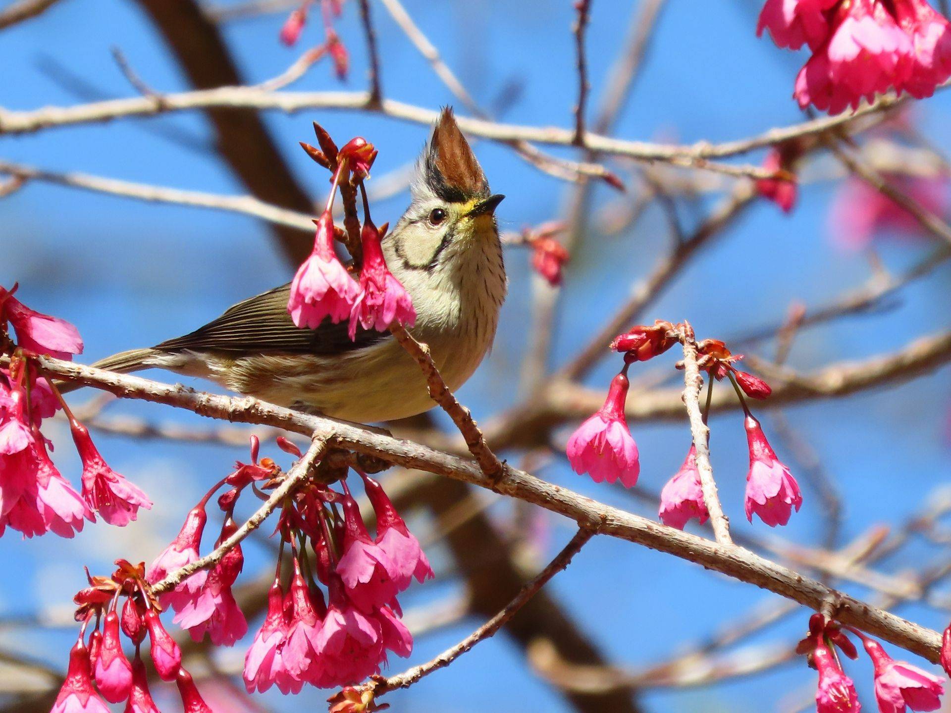 Taiwan - Endemics & Winter Birds - Naturetrek